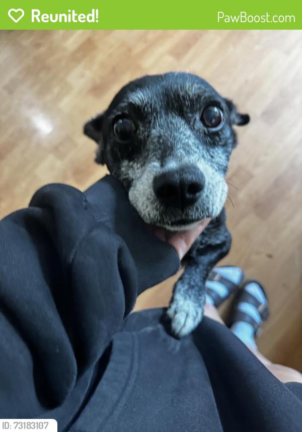 Reunited Female Dog last seen Peck Rd, El Monte, CA, USA, El Monte, CA 91732