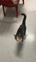 Reunited Female Cat last seen Near Drummer Plank Dr, Wesley Chapel, FL 33545, USA, Wesley Chapel, FL 33545