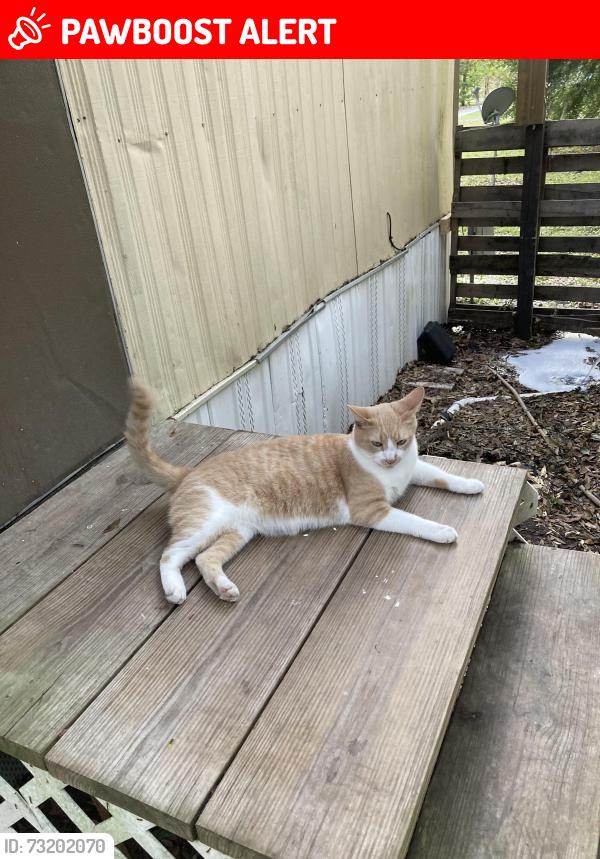 Lost Male Cat last seen E Hunts Ct and S Pleasant Grove Rd, Inverness Highlands South, FL 34452