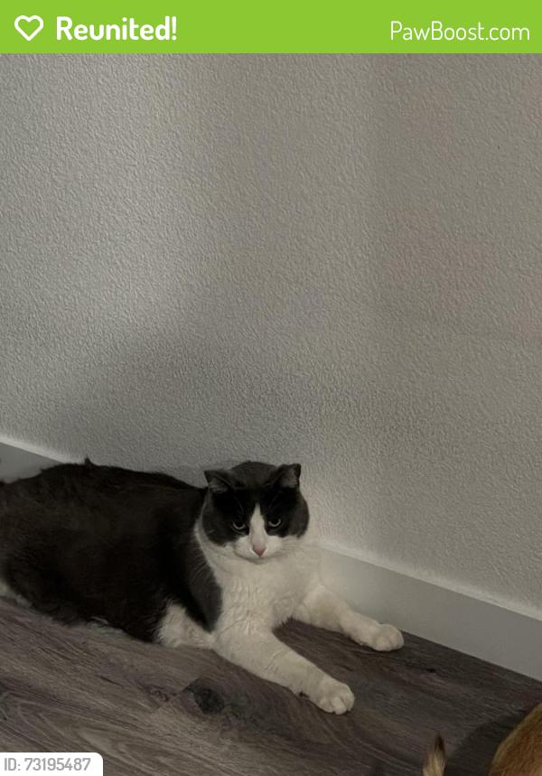 Reunited Male Cat last seen Elgin ridge st, Nampa, ID 83687