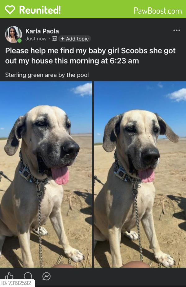 Reunited Female Dog last seen Padstow Ln, Channelview, TX 77530