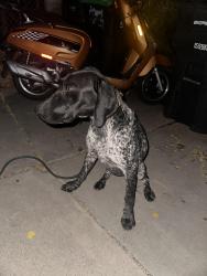 Reunited Female Dog last seen Grand Avenue, Lake Elsinore, CA 92530