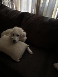 Lost Male Dog last seen Westlyn Ct SW Rome ga, Rome, GA 30165
