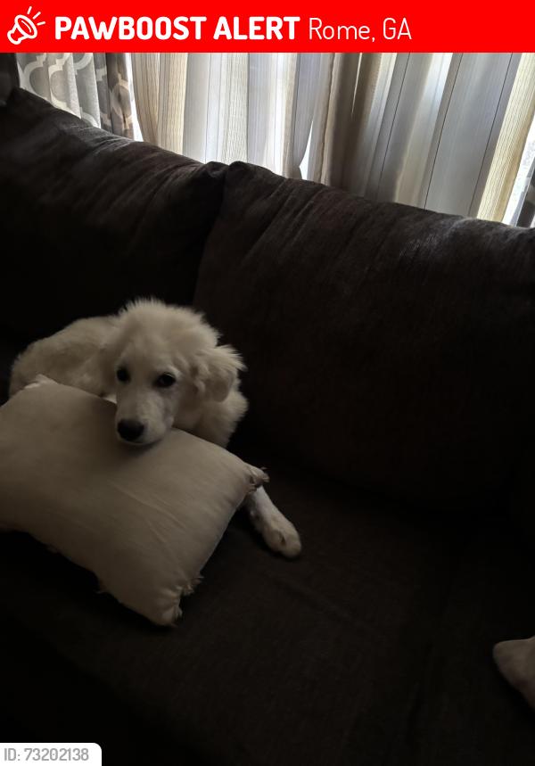 Lost Male Dog last seen Westlyn Ct SW Rome ga, Rome, GA 30165