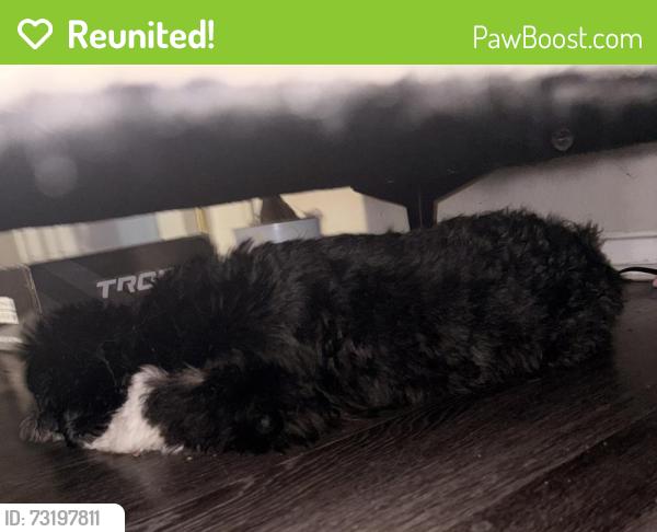 Reunited Unknown Dog last seen Cooper, Fuller St. by Take 5 Oil Change, Arlington, TX 76011