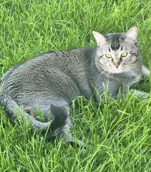 Lost Male Cat last seen County Rd 21 & County Rd 74, Severance, CO 80550