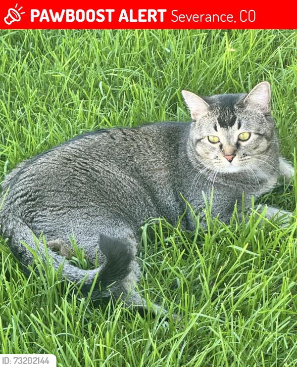 Lost Male Cat last seen County Rd 21 & County Rd 74, Severance, CO 80550