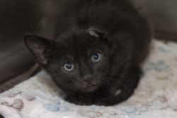 Shelter Stray Unknown Cat last seen Near Maywood Drive, Berkeley County, SC, 2455 Remount Rd, North Charleston, SC 29406, USA