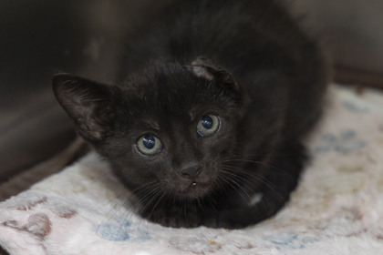 Shelter Stray Unknown Cat last seen Near Maywood Drive, Berkeley County, SC, 2455 Remount Rd, North Charleston, SC 29406, USA