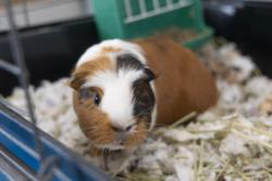 Shelter Stray Male Guinea pig last seen Near Westminster Boulevard, Berkeley County, SC, 2455 Remount Rd, North Charleston, SC 29406, USA