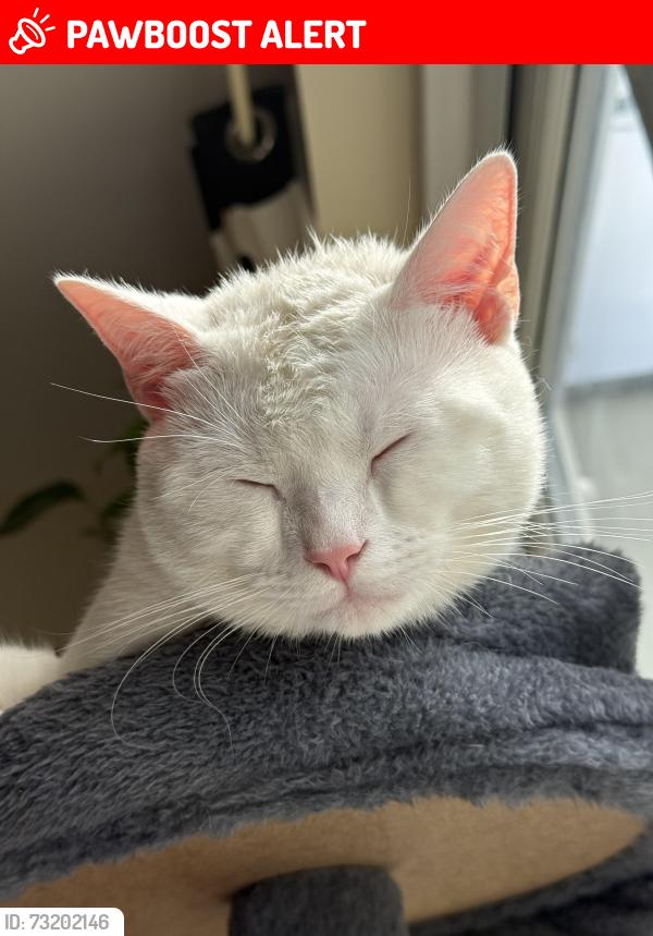 Lost Male Cat last seen Tw75hd, Greater London, England TW7 5HD