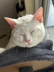 Lost Male Cat last seen Tw75hd, Greater London, England TW7 5HD