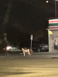 Reunited Unknown Dog last seen washington and decatur, Las Vegas, NV 89107