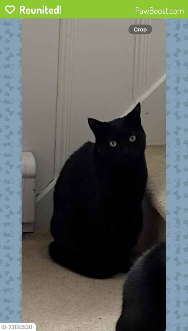 Reunited Male Cat last seen Cedar St/ Woodbine Ave, Stony Brook, NY 11790
