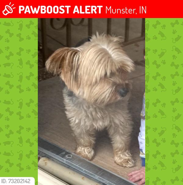Lost Male Dog last seen Police Station, Munster, IN 46324