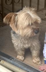 Lost Male Dog last seen Police Station, Munster, IN 46324