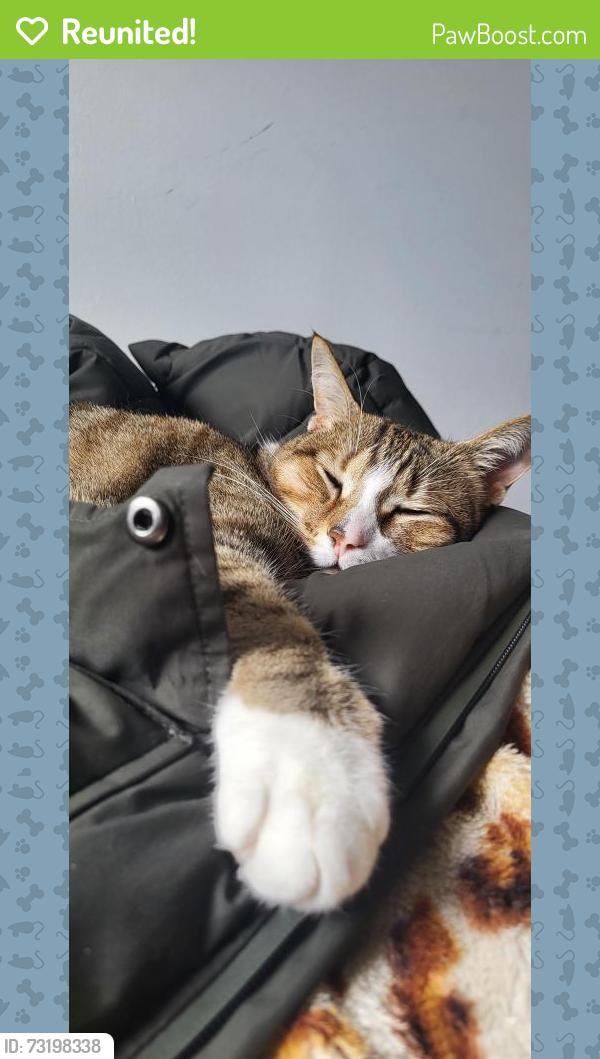 Reunited Male Cat last seen Bristol, Mississauga, ON 