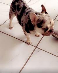 Reunited Male Dog last seen Henderson, Henderson, NV 89015