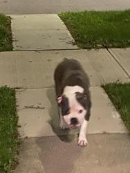 Found/Stray Male Dog last seen Near avenue and 126 avenue NW, Edmonton, AB T5G 1P6