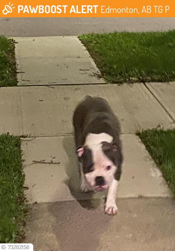 Found/Stray Male Dog last seen Near avenue and 126 avenue NW, Edmonton, AB T5G 1P6