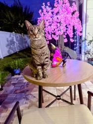 Lost Male Cat last seen Dora Ave, Tavares, FL 32778