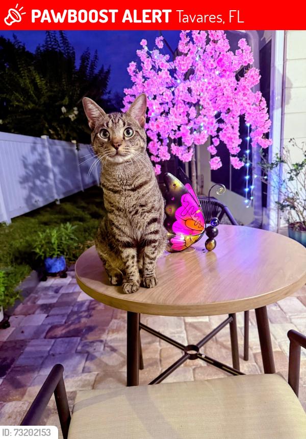 Lost Male Cat last seen Dora Ave, Tavares, FL 32778