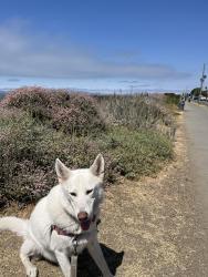Reunited Male Dog last seen 1st Ave and International boukevard, Oakland, CA 94606
