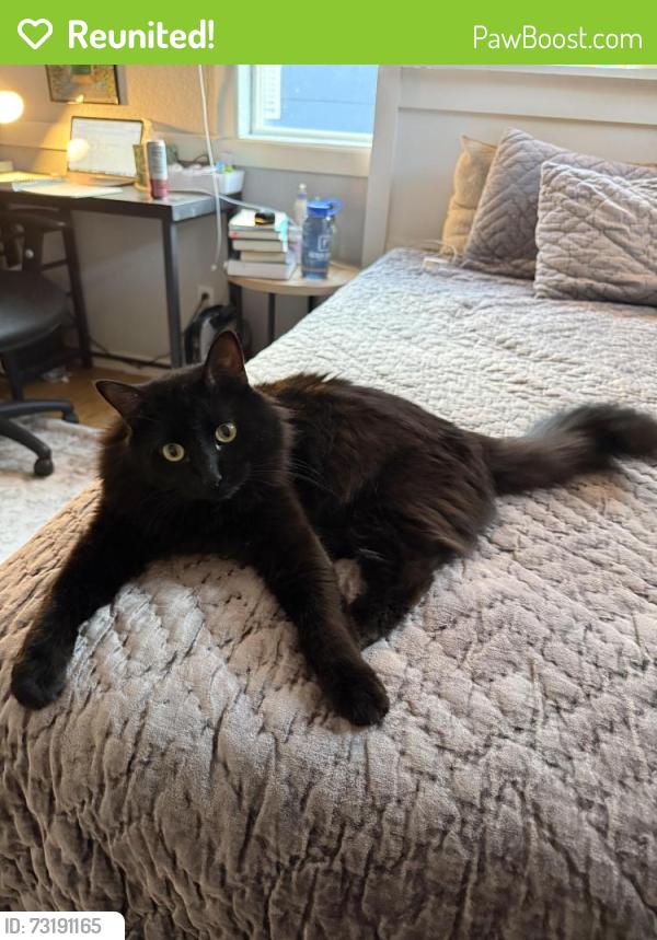 Reunited Male Cat last seen Ashwood Ln, Littleton, CO 80129