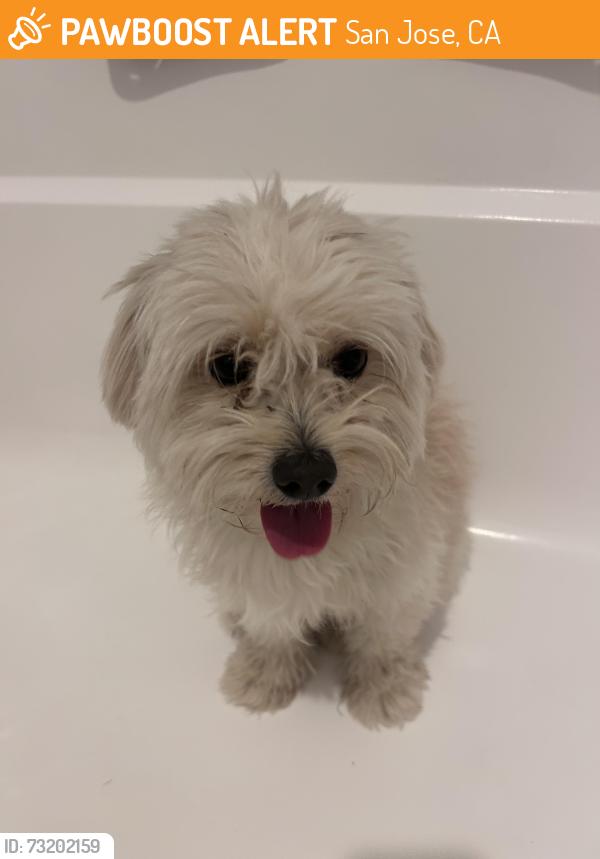 Found/Stray Male Dog last seen Next to silver creek high school, San Jose, CA 95121
