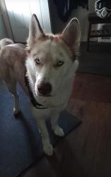 Reunited Female Dog last seen Lagrange and Sylvania, Toledo, OH 43612