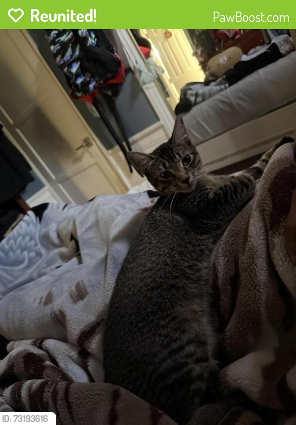 Reunited Female Cat last seen In between the chevron and 711, Gardena, CA 90249