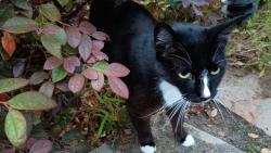 Reunited Unknown Cat last seen Madera Street, Berkeley, CA 94707