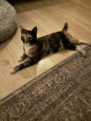 Reunited Female Cat last seen Cross streets are Califa and Murietta along with Oxnard and Hazeltine in valley Glen/ van nuys, Los Angeles, CA 91401