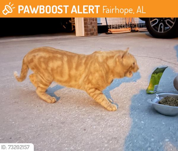 Found/Stray Male Cat last seen Section, Fairhope, AL 36532
