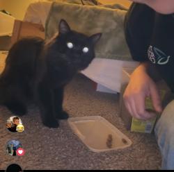 Lost Male Cat last seen Bellevue SE 43RD PL, Bellevue, WA 98006