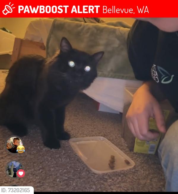 Lost Male Cat last seen Bellevue SE 43RD PL, Bellevue, WA 98006