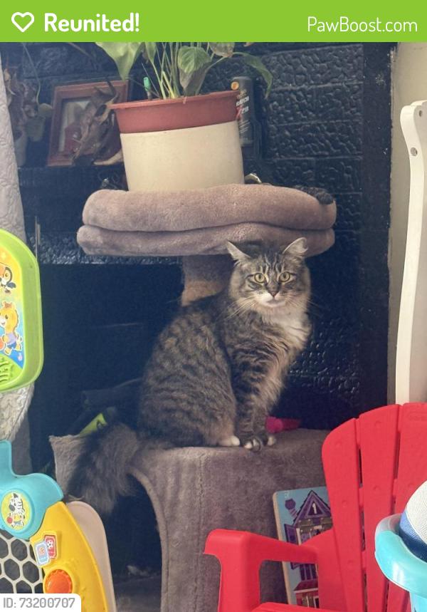 Reunited Female Cat last seen Jefferson High school, Daly City, CA 94015