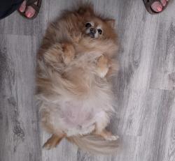 Reunited Female Dog last seen Coulston ct roseville 95747, Roseville, CA 95747