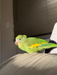 Lost Male Bird last seen N 61st Ave, Phoenix, AZ 85043