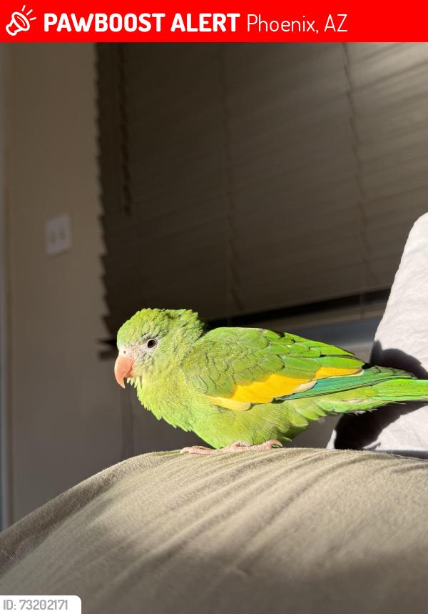 Lost Male Bird last seen N 61st Ave, Phoenix, AZ 85043