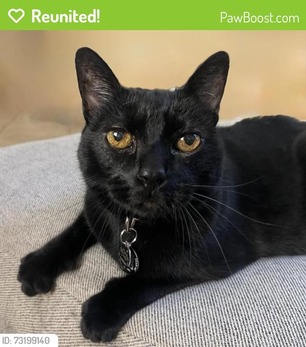 Reunited Male Cat last seen Camino Del Sol & Tesoro Ave, San Marcos, CA 92069