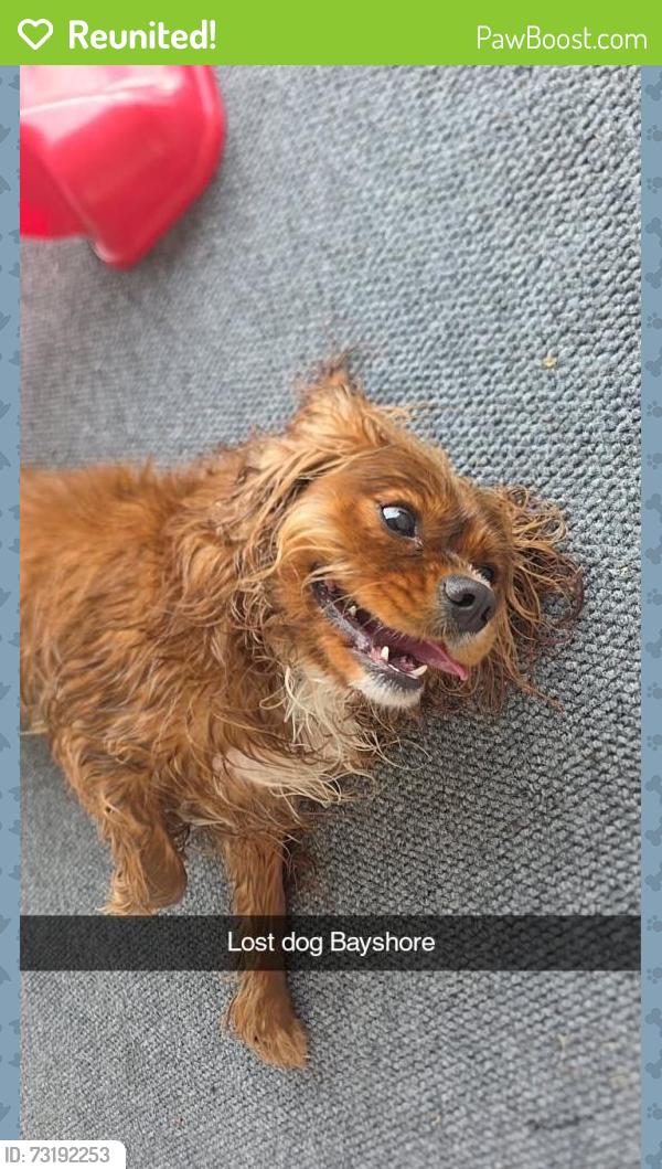 Reunited Unknown Dog last seen Bayshore Gardens Parkway and 26th St, Bradenton, FL 34207