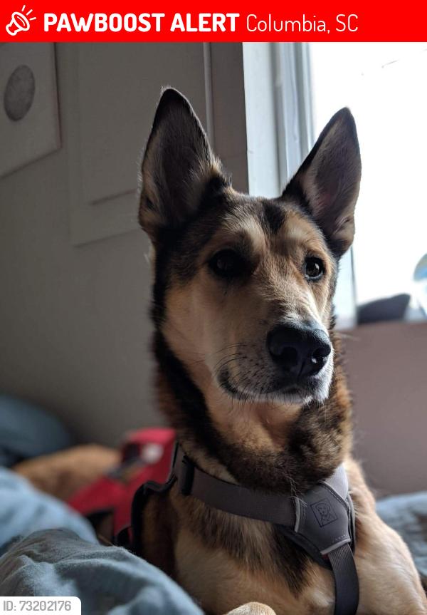 Lost Male Dog last seen Earlewood Park, Columbia, SC 29201