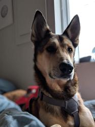 Lost Male Dog last seen Earlewood Park, Columbia, SC 29201