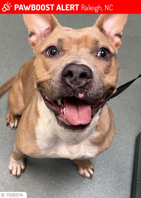 Lost Female Dog last seen Chavis Park, Raleigh, NC 27601