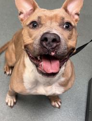 Lost Female Dog last seen Chavis Park, Raleigh, NC 27601