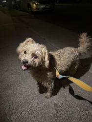 Reunited Male Dog last seen 6th Street, Santa Ana, CA 92706