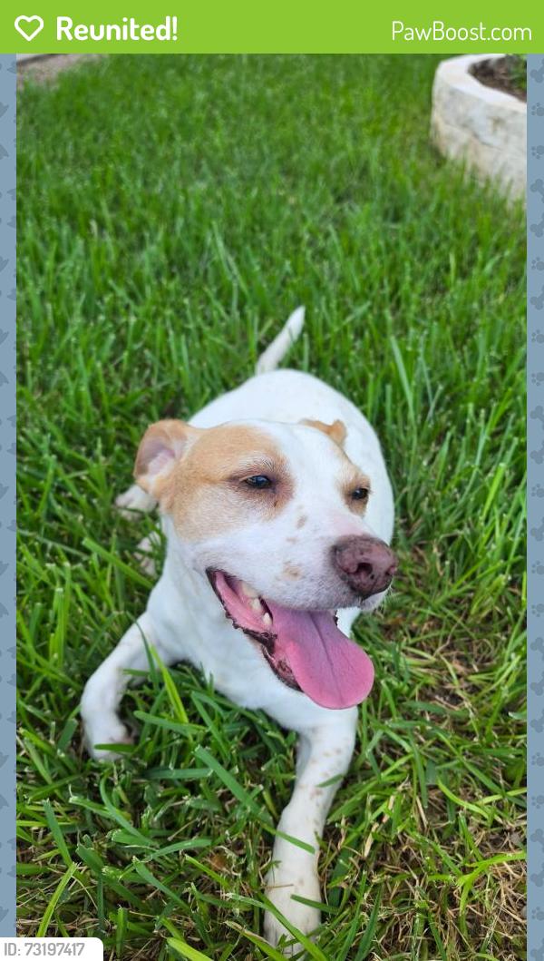 Reunited Male Dog last seen Ridge Path, San Antonio, TX 78250, USA, San Antonio, TX 78250
