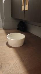 Found/Stray Unknown Cat last seen Near stanton st, Pasadena, CA 91103