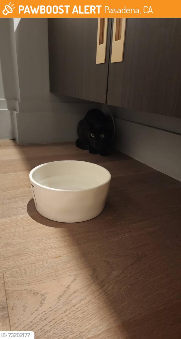 Found/Stray Unknown Cat last seen Near stanton st, Pasadena, CA 91103